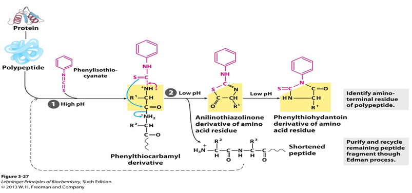 Edman-Degradation-1