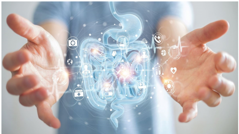 肠道健康与衰老