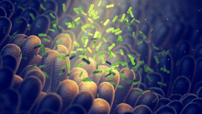 宏蛋白质组学简介