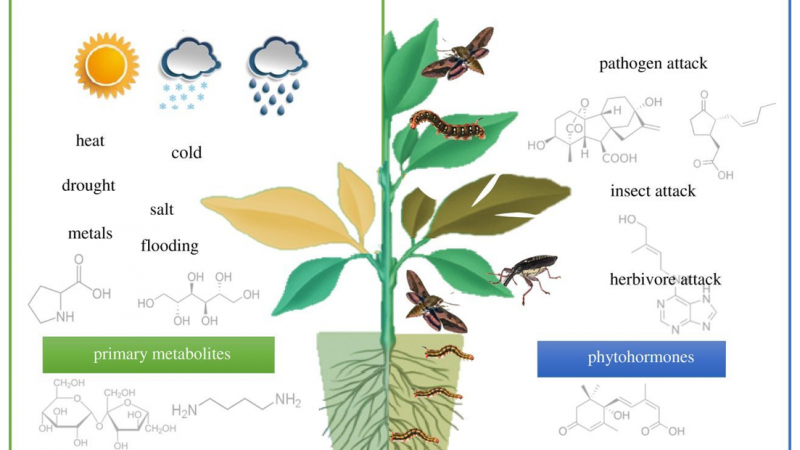 代谢组学在植物研究中的应用