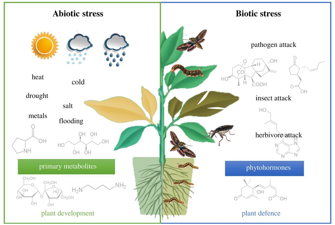 代谢组学在植物研究中的应用