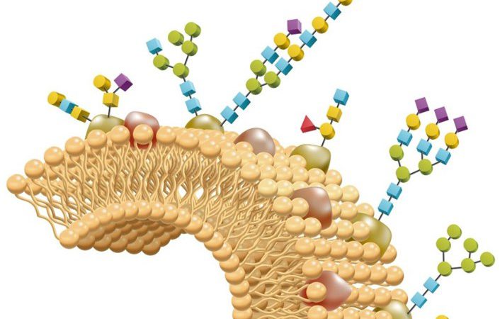 糖组学分析技术