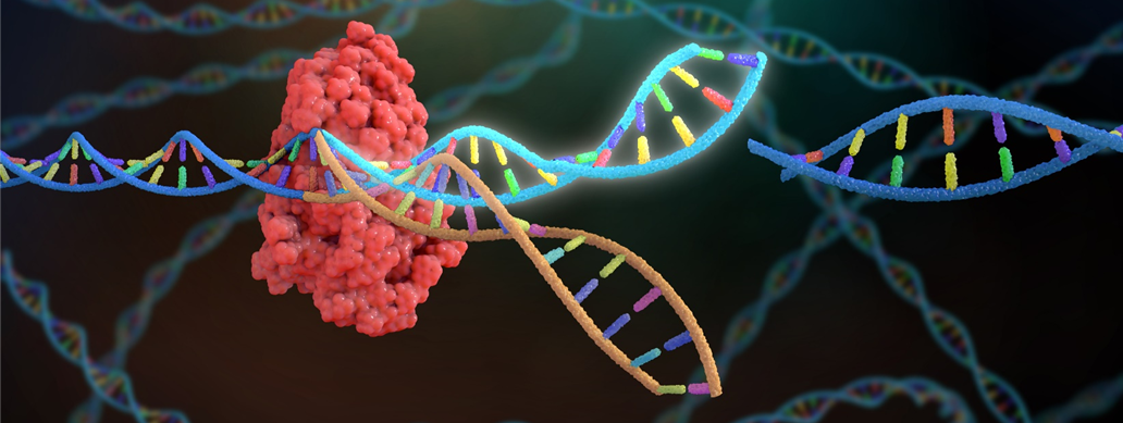 CRISPR / CAS9基因编辑服务