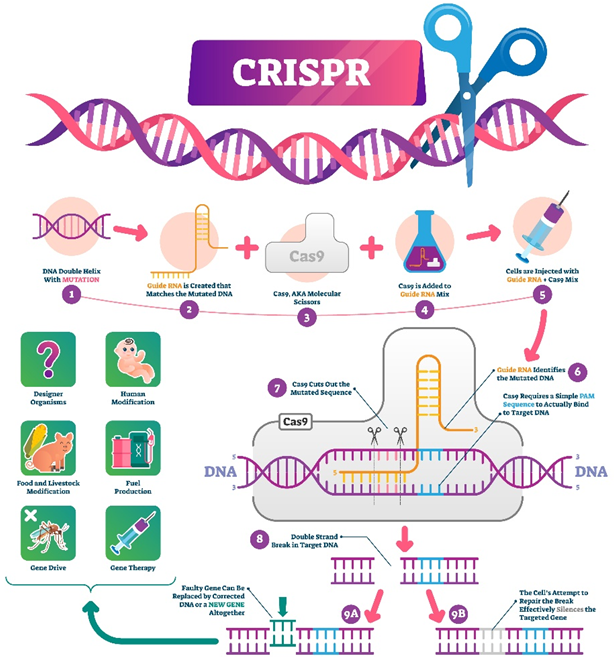 CRISPR / CAS9基因编辑服务