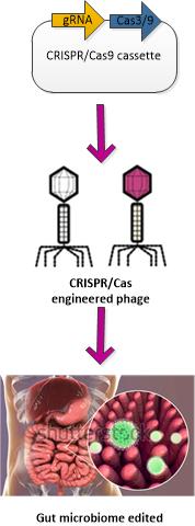 CRISPR策略针对肠道微生物群。