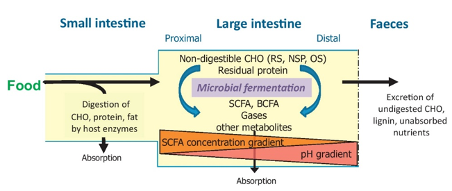 Gut Microbiota如何涉及消化食物和影响宿主微生物群和宿主饮食研究的一个例子