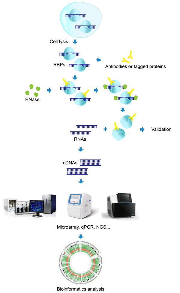 RIP - Seq /芯片服务