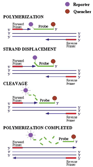 QPCR原理使用Taqman Chemistry  - 实时PCR探头和引物综合服务