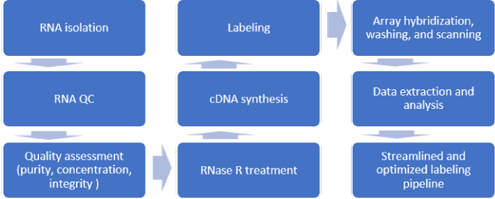 小干扰RNA (siRNA)服务