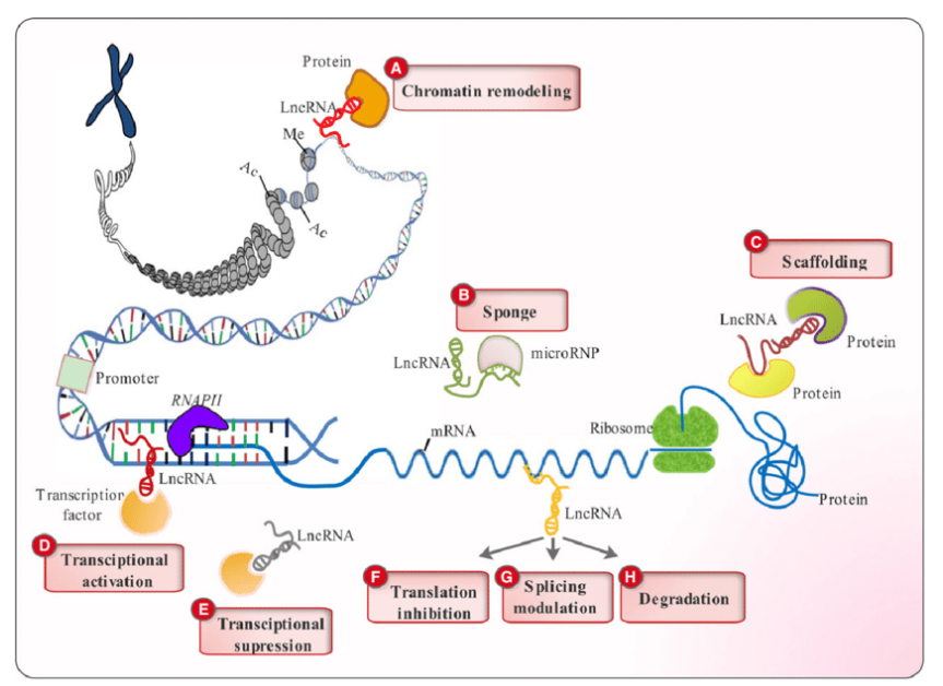 LNCRNA分析服务