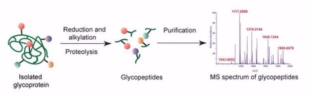 糖肽分析