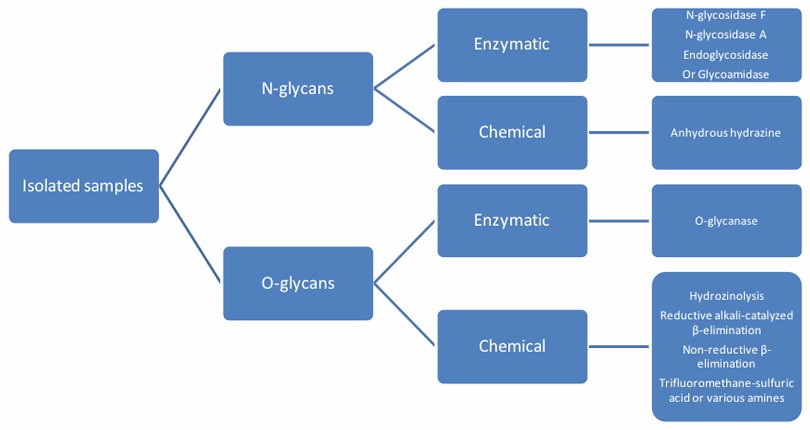 O-Glycan分析服务