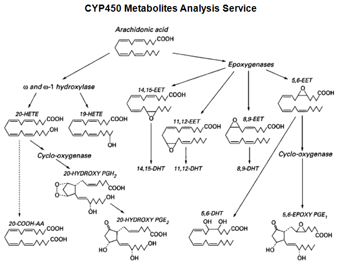 CYP450代谢物分析服务