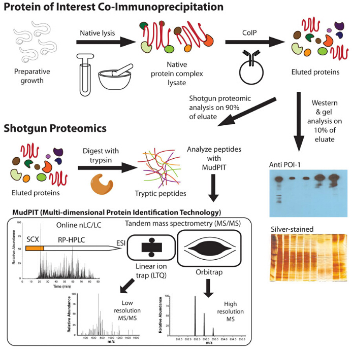 Co-immunoprecipitation (co-IP)