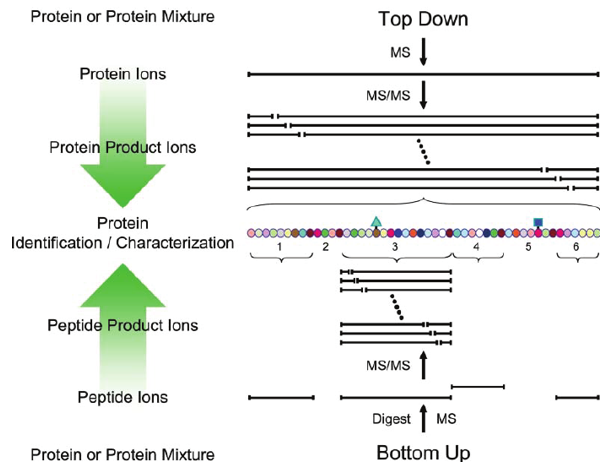 用于串联MS基蛋白质鉴定和表征的自下而上的方法的示意性概述