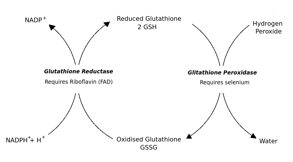 GSH和GSSG.