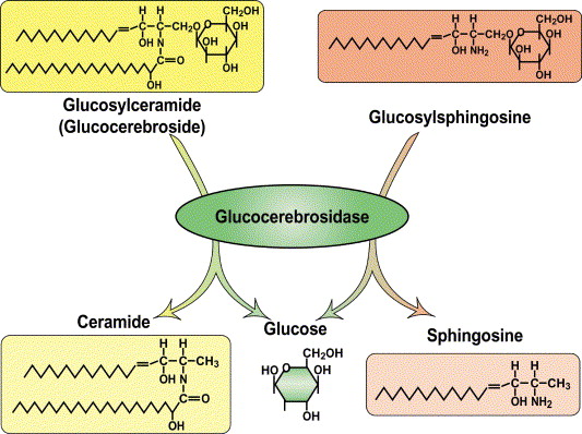 Glucosylsphingosine分析服务