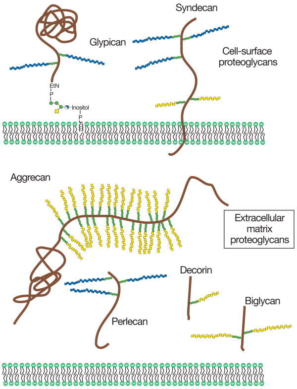 蛋白质聚糖由蛋白质核（棕色）和一种或多种共价连接的糖胺聚糖链（[蓝] Hs; [黄色] CS / DS）组成