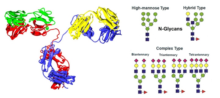 N-Glycan分析