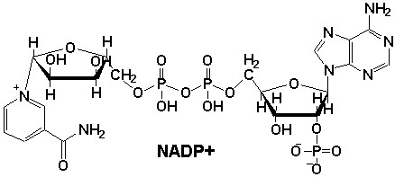 NADP分析服务