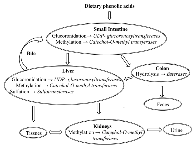 Distribution for phenolic  acids in living organisms