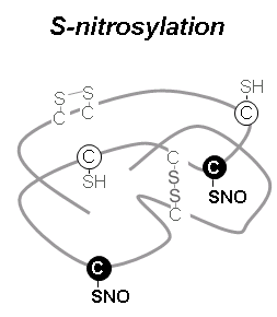 S-亚硝基化