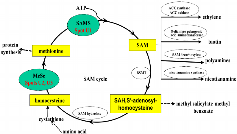 SAM和SAH分析服务