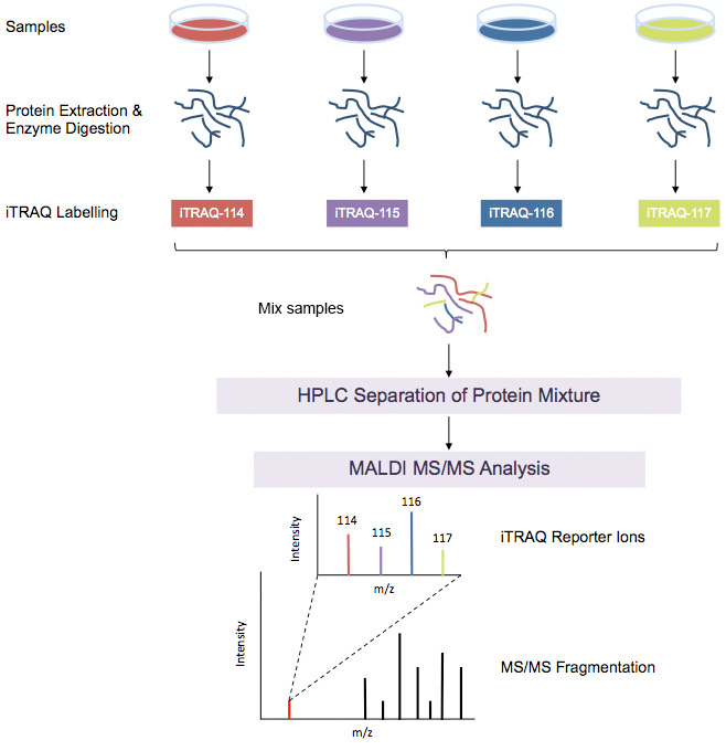 iTRAQ工作流