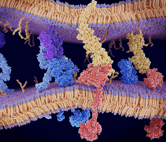 Ubiquitination Analysis