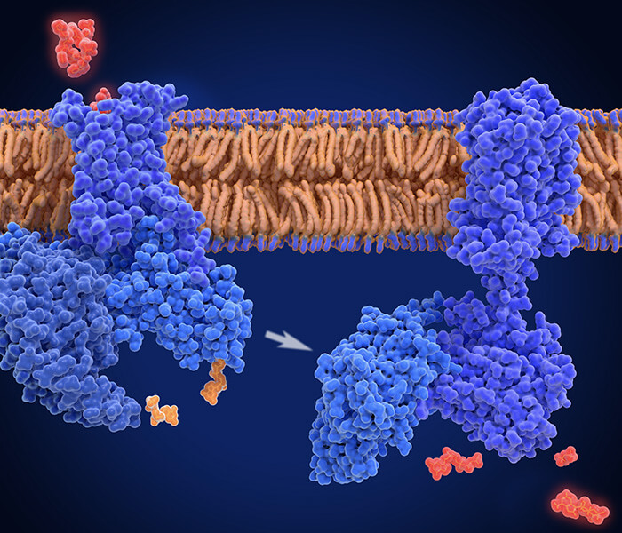 Amino Acids and Derivatives Analysis Service