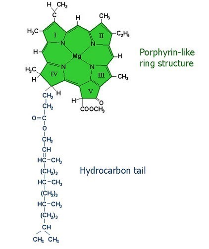 叶绿素的分子结构