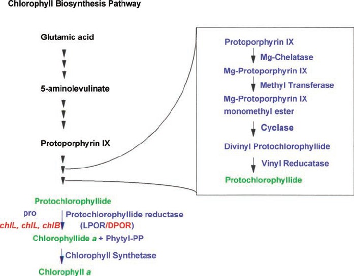 叶绿素生物合成途径