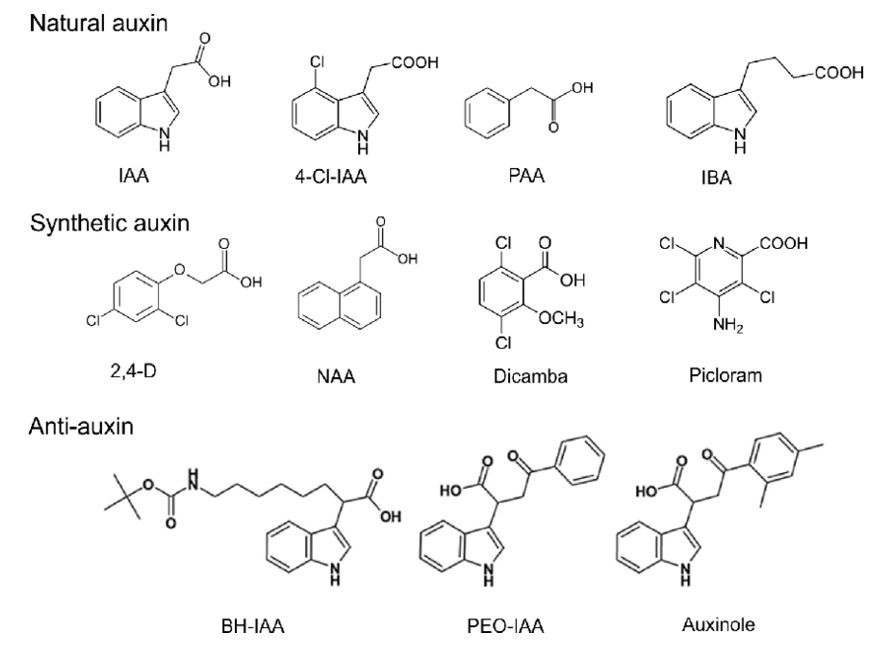 天然和合成生长素的化学结构，以及抗生长素(Dhurvas 2015)。gydF4y2Ba