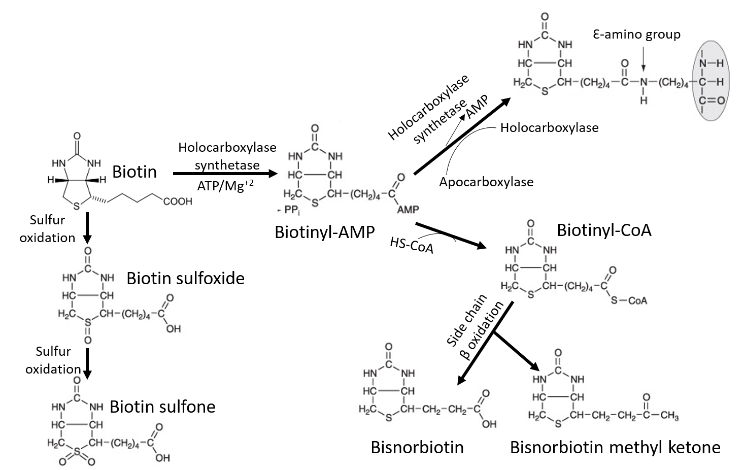 生物素分解代谢研究综述