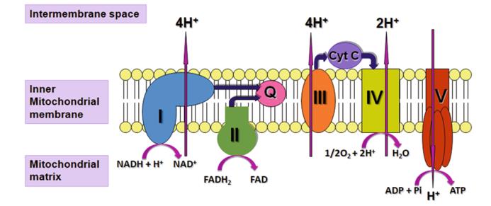 线粒体呼吸链（MRC）和复合V的图说明氧化磷酸化期间质子（H +）运动。问：辅酶Q10。cyt c：细胞色素c。