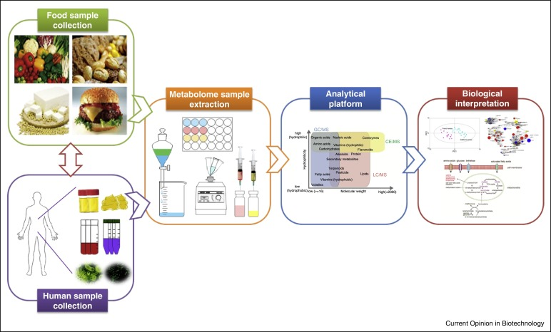 食品代谢组学的工作流程