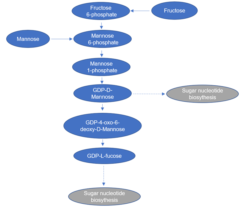 果糖和甘露糖代谢概述。