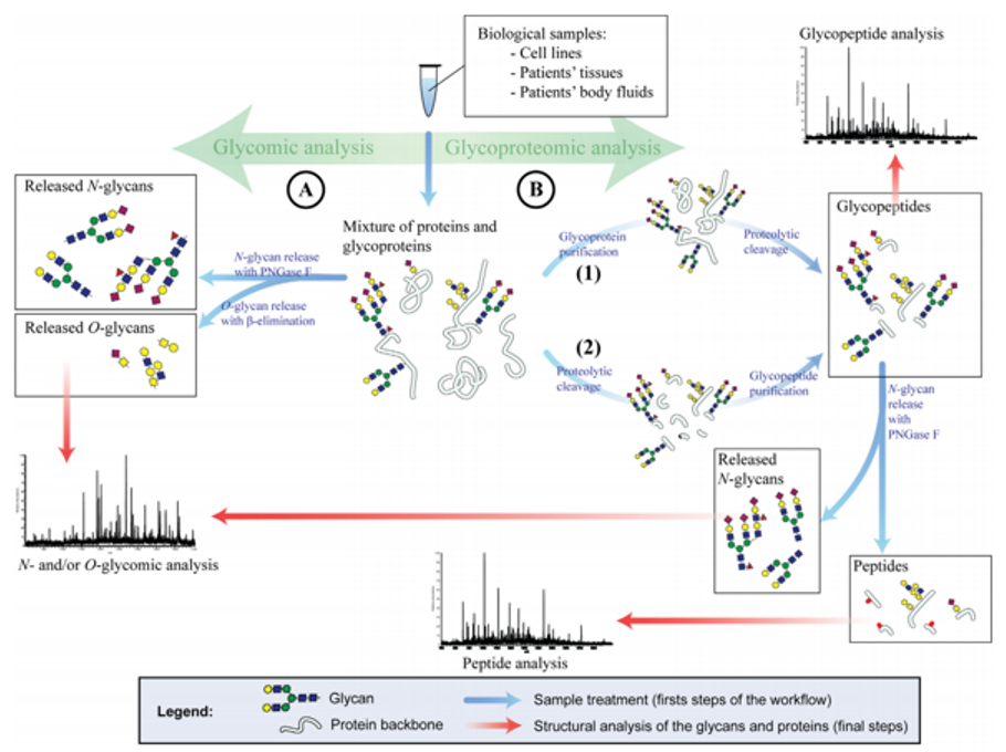 醣醣分析的醣醣及醣蛋白质组学策略。