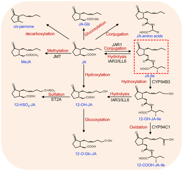 JA的衍生物和代谢物gydF4y2Ba