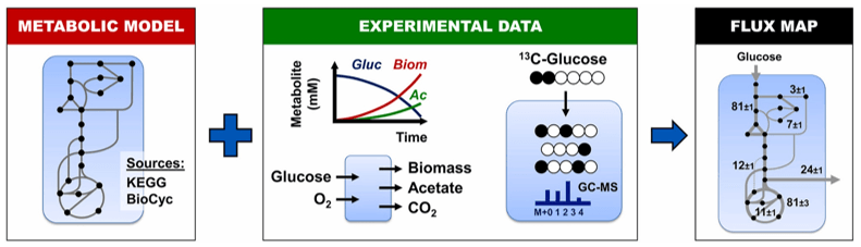 Metabolic Flux Analysis Service