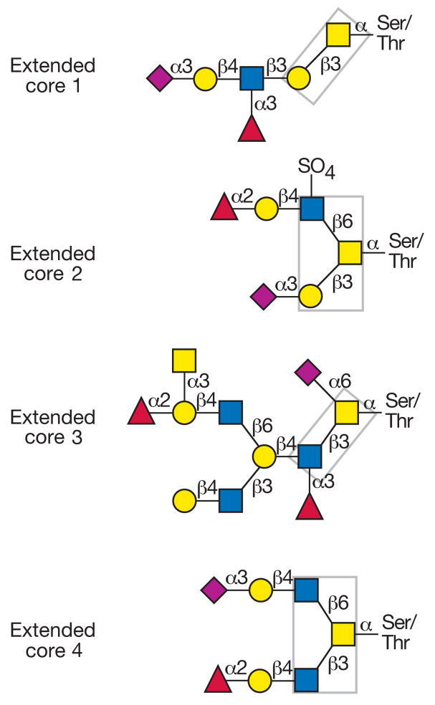 粘蛋白上常见的o -聚糖核心结构。