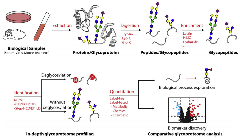 基于质谱的糖蛋白组学在不同复杂生物样品中的典型工作流程。