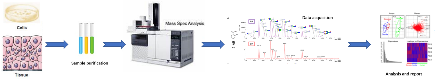 n -糖代谢分析服务的整体流程。