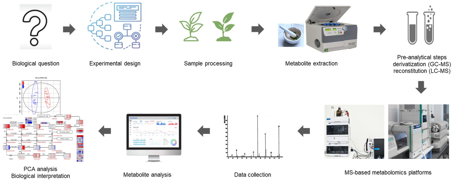 植物凝集素靶向代谢组学的技术路线