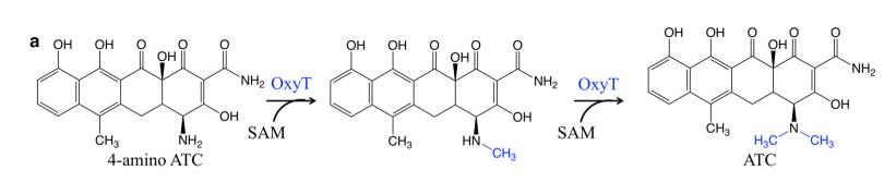 N-甲基转移酶Intht涉及ATC的生物合成。