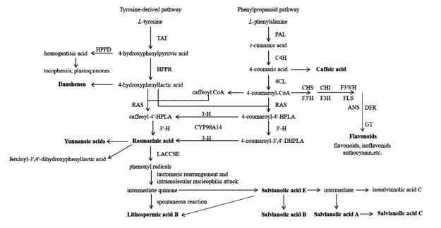 鼠尾草酚酸的生物合成途径。