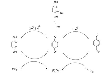 醌类氧化还原反应的简化图。nu =亲核科。