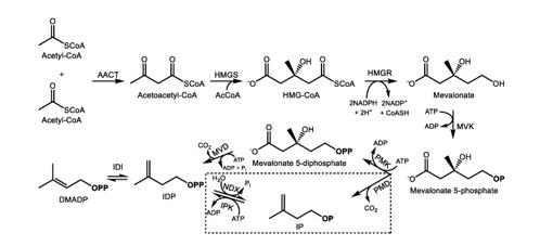 通过甲valonic acid (MVA)途径和替代MVA途径(box)在胞质中生物合成异戊烯基(IDP)和二甲基丙烯基二磷酸(DMADP)。