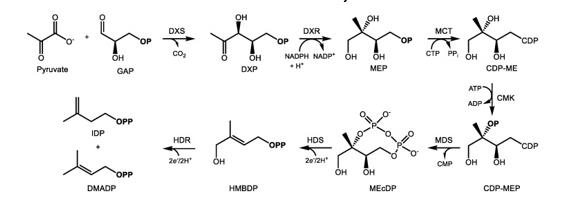 体积型MEP途径的IDP和DMADP生物合成。
