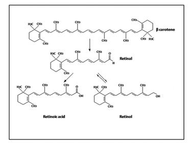 维生素A主要衍生物的化学结构。